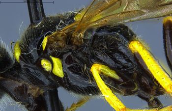 Media type: image;   Entomology 13758 Aspect: thorax lateral